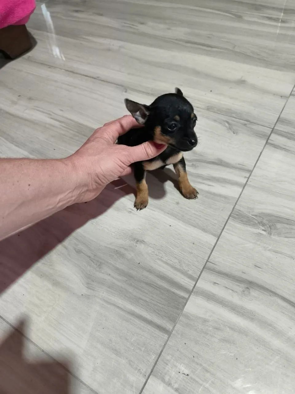 Pinscher zero  - Foto 4