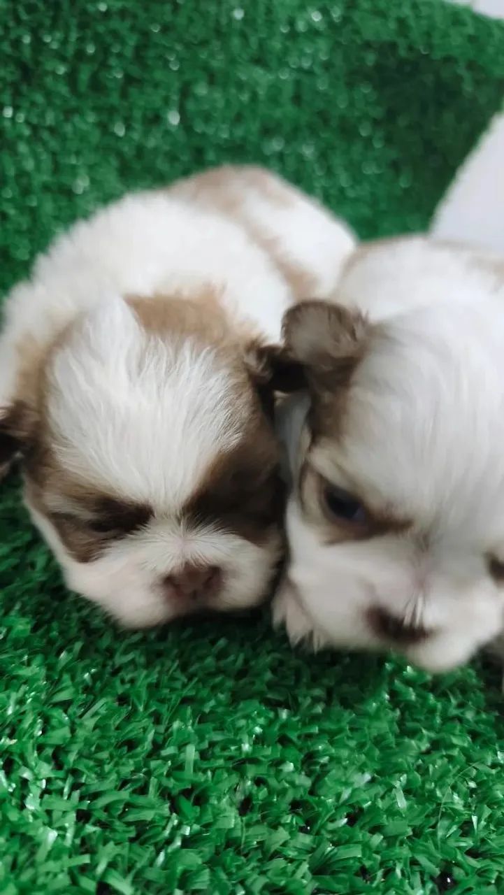 Filhotes de shih-tzu  - Foto 3