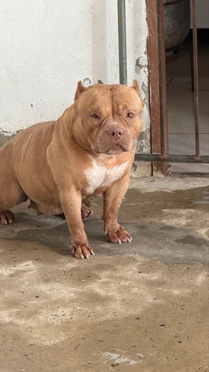 American Bully Micro - Foto 3