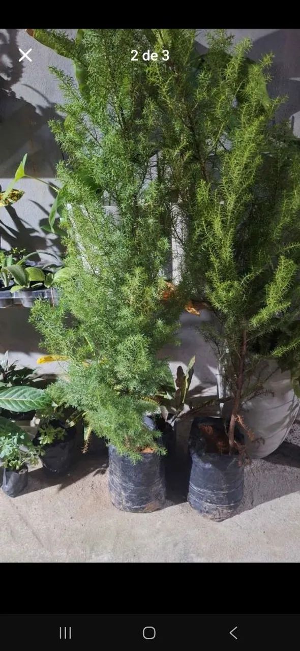 Plantas e jarros 150,00  - Foto 2