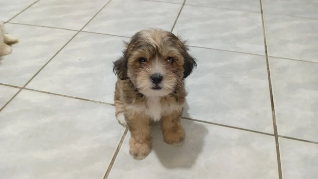 Vendo 2 shi-poo 2 meses e 7 dias - Foto 3