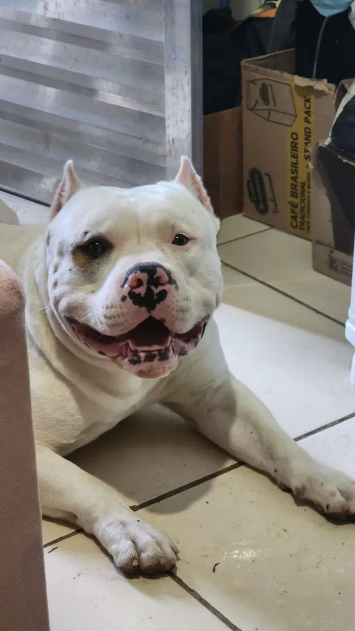Pit monster - American Bully