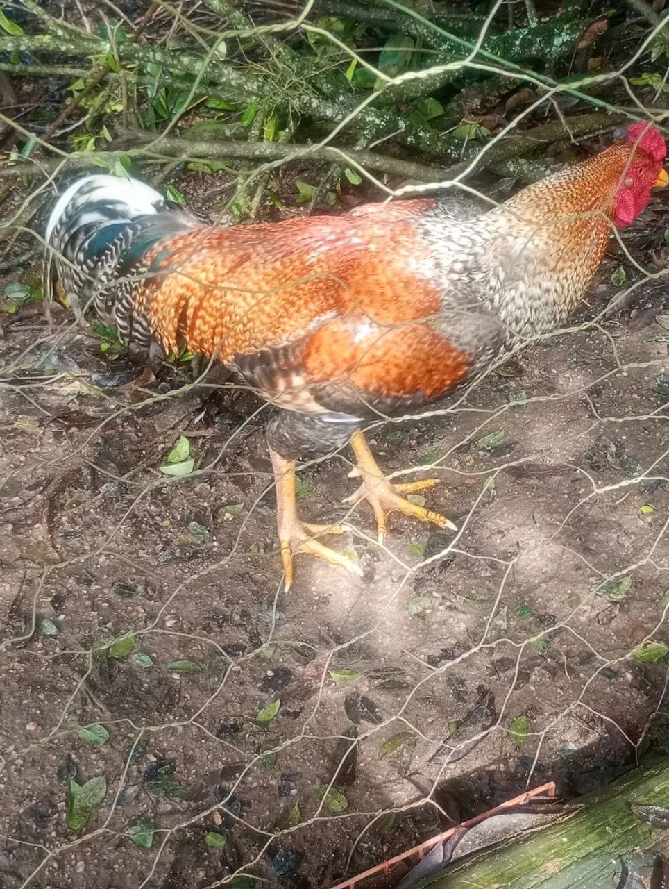 Galo - Foto 2