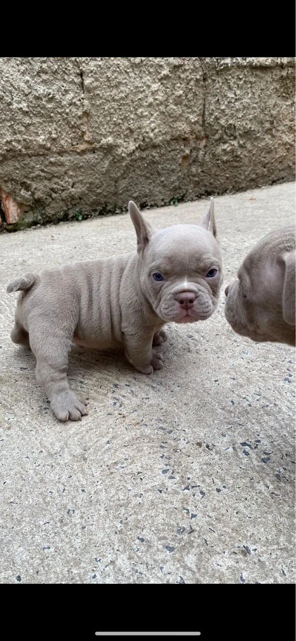Cobertura ,  american exotic bullying