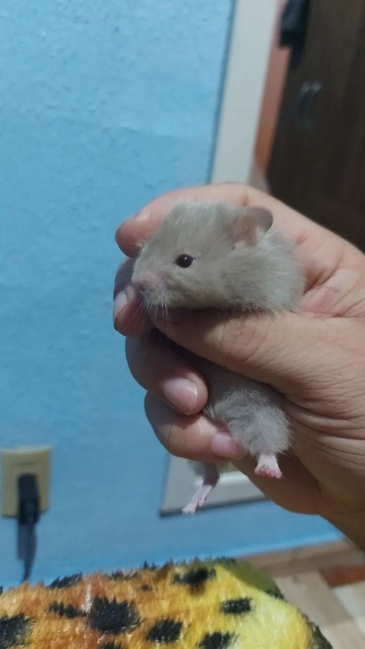 Hamster Sírio 