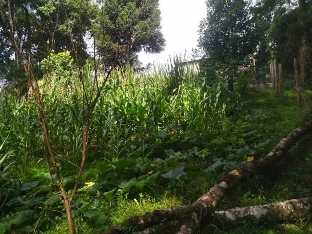 Vendo Chácara em Viana - Foto 10
