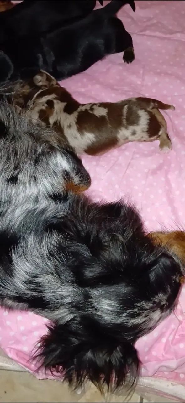 Dachshund miniatura  - Foto 2