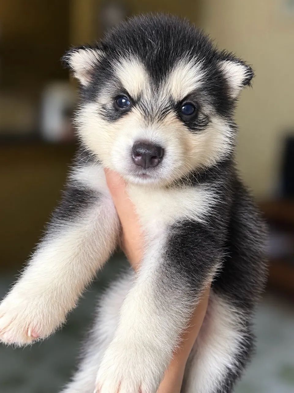 HUSKY SIBERIANO  - Foto 2