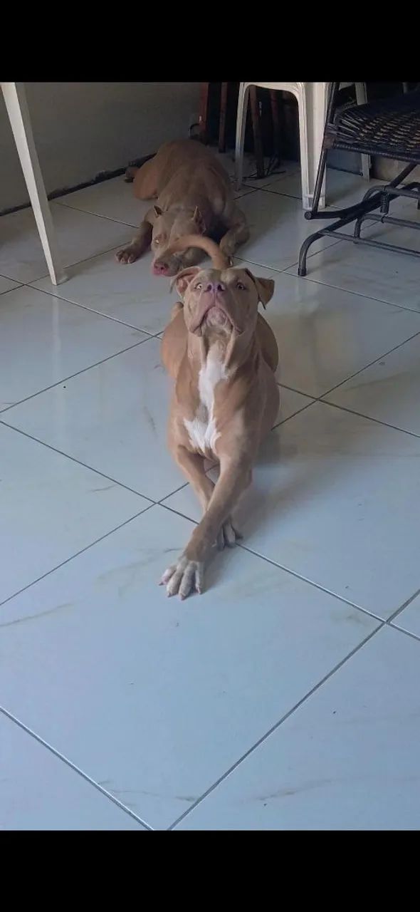 Pit monster - Foto 4