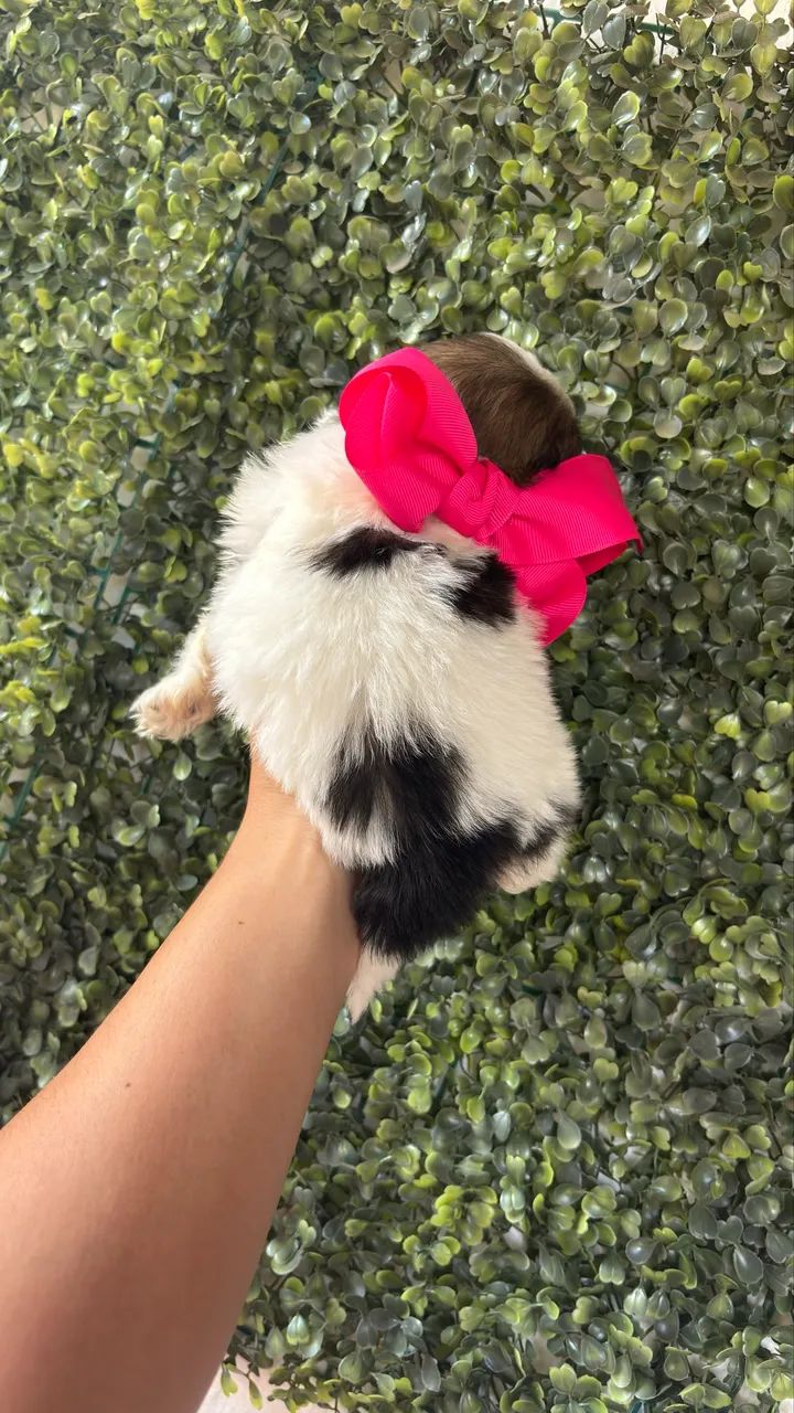 Shihtzu fêmea micro  - Foto 4