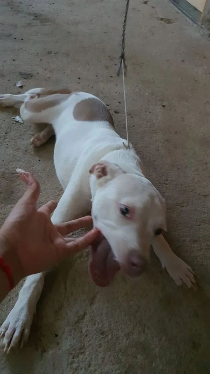 Pitbull  - Foto 3