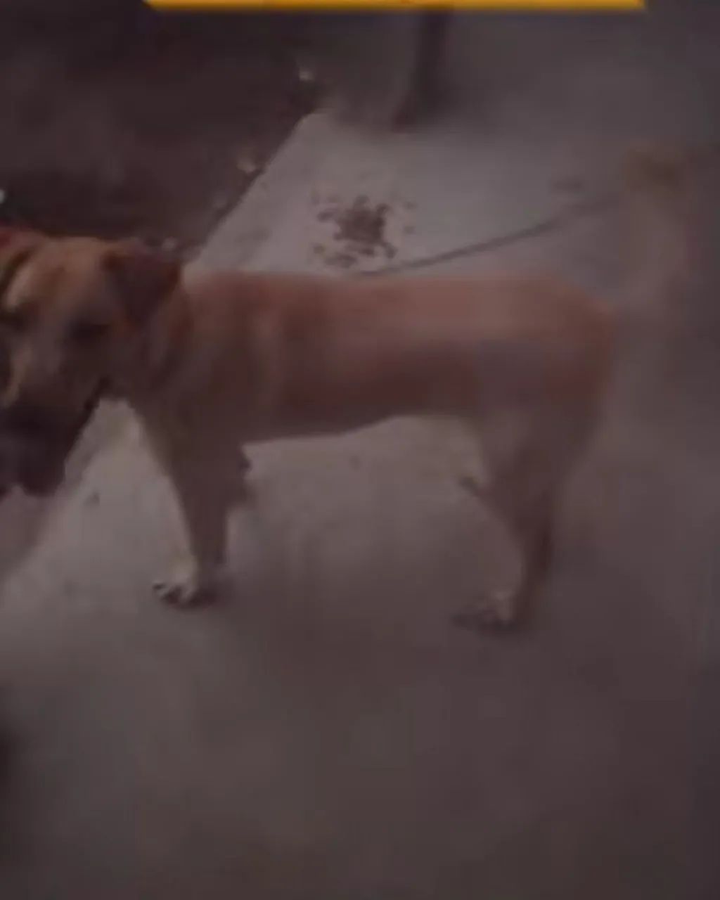 Cachorro para adoção  - Foto 2