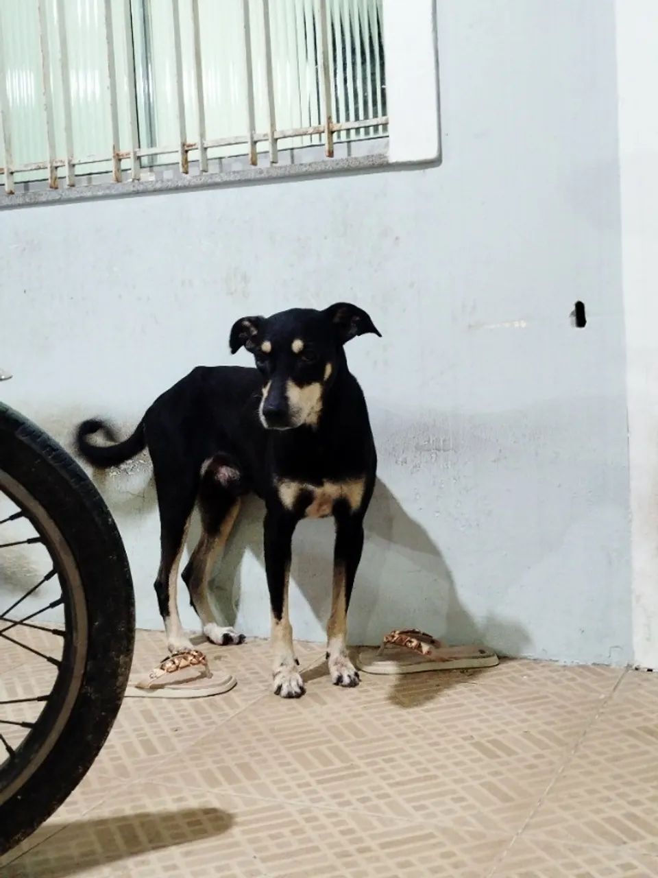 Cachorro SDR - Foto 4