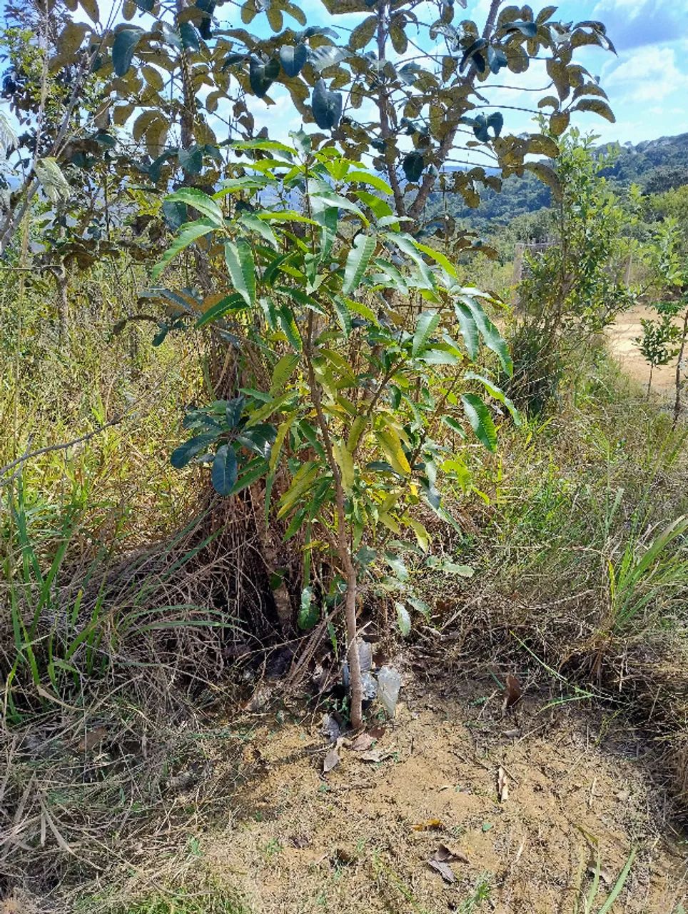 Terreno em Itaguara  - Foto 3