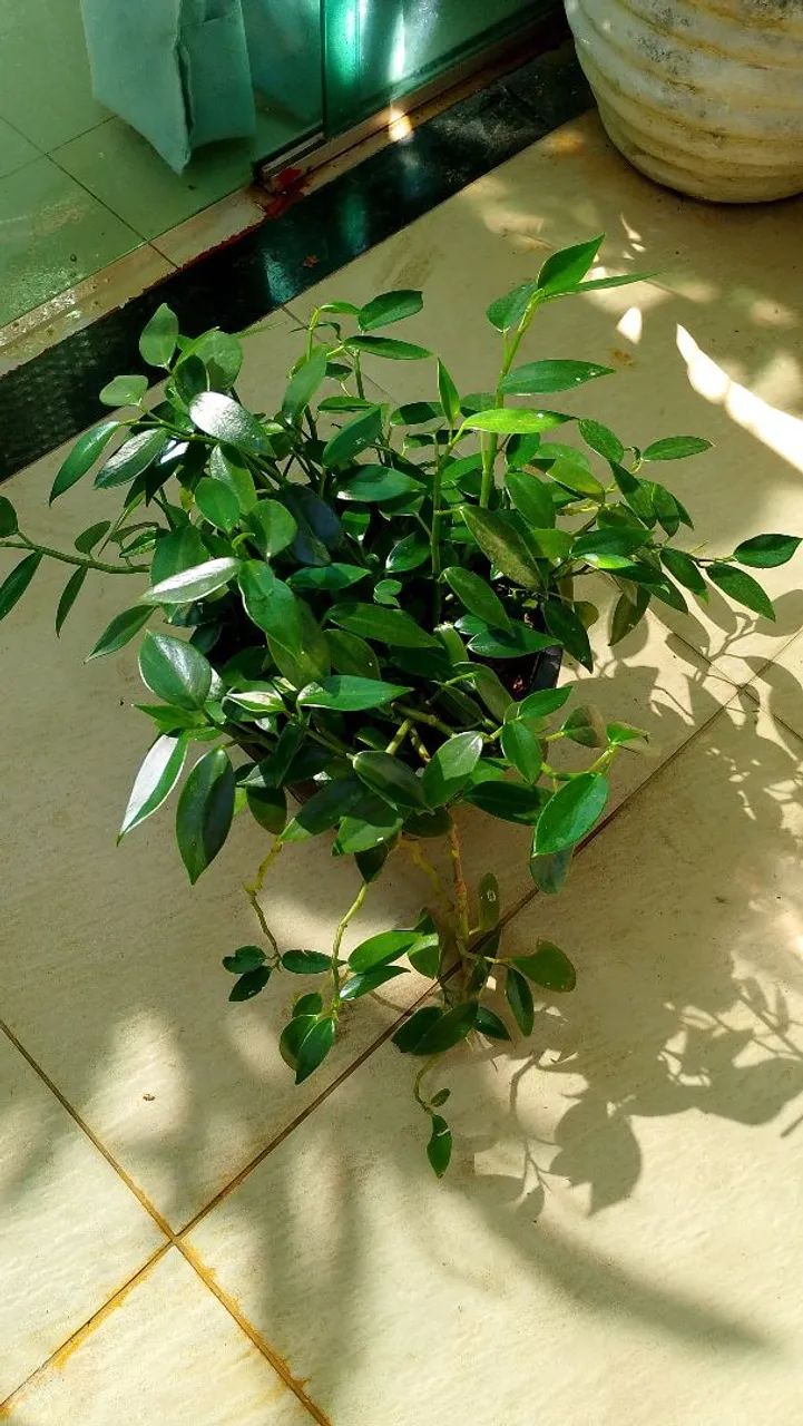 Desapego de vaso de planta