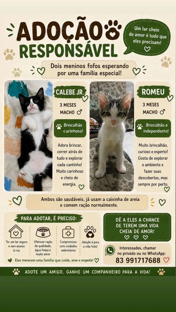 2 gatinhos machos - 3 messes