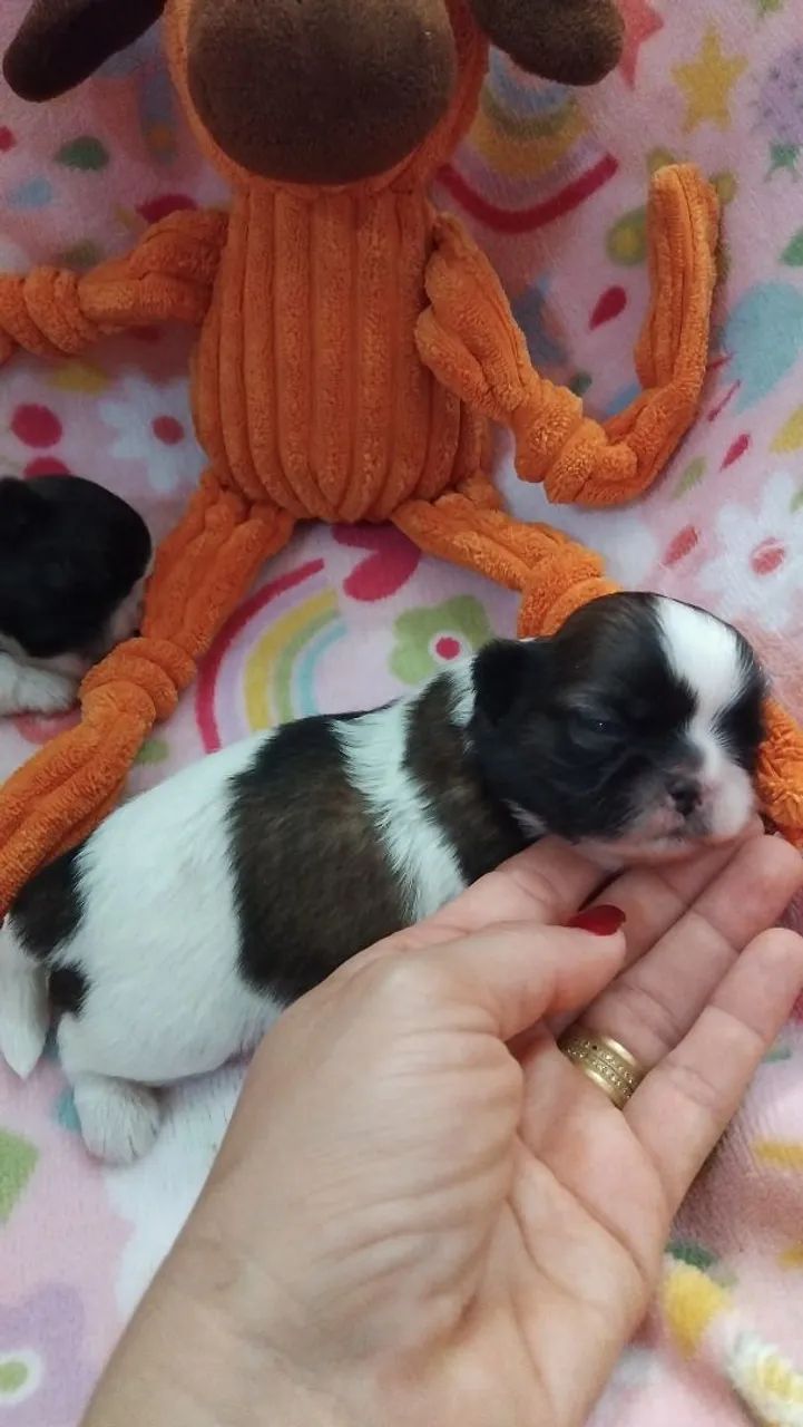 Shihtzu 