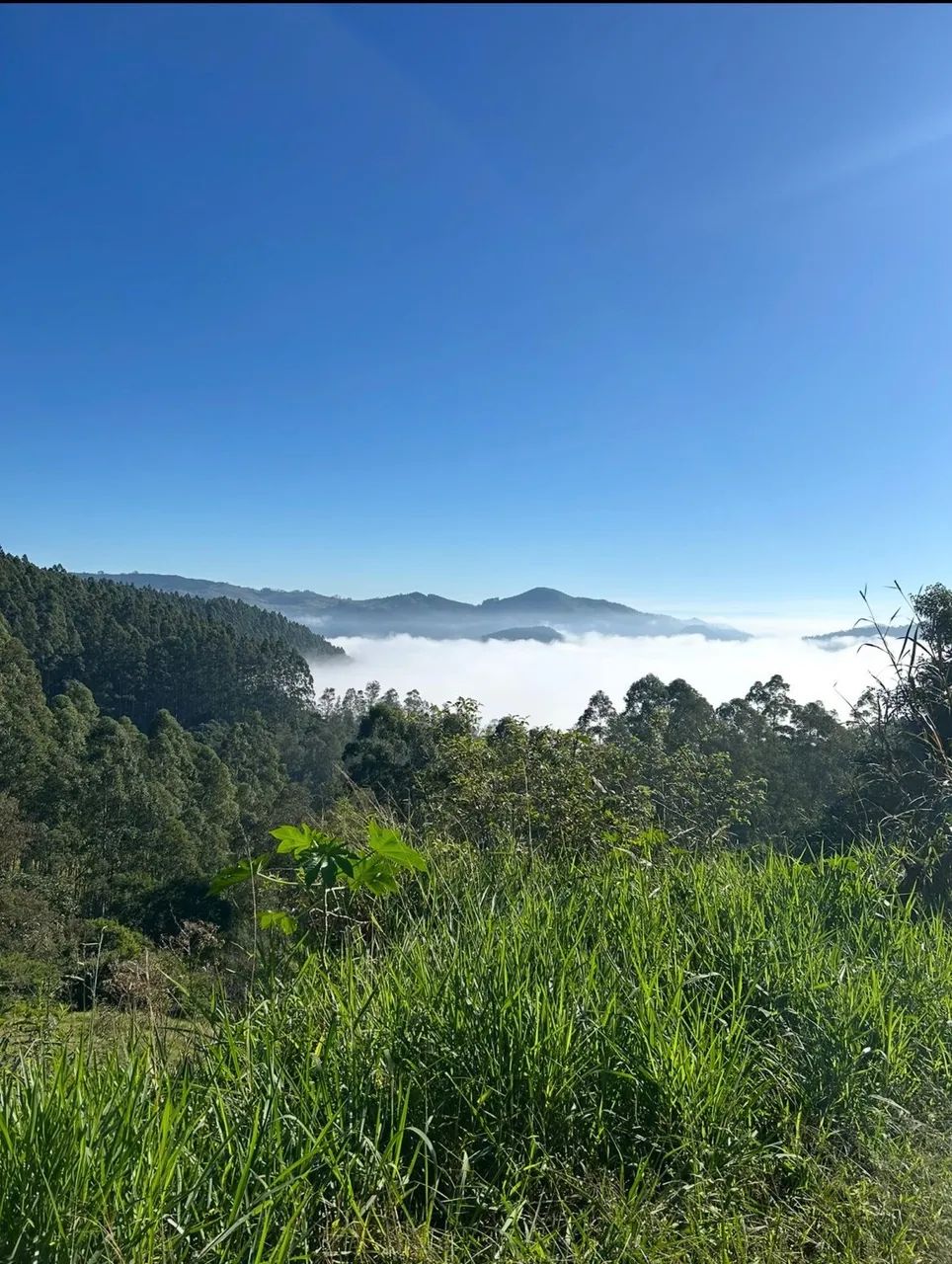 Sítio a venda!!! Aceito proposta  - Foto 7
