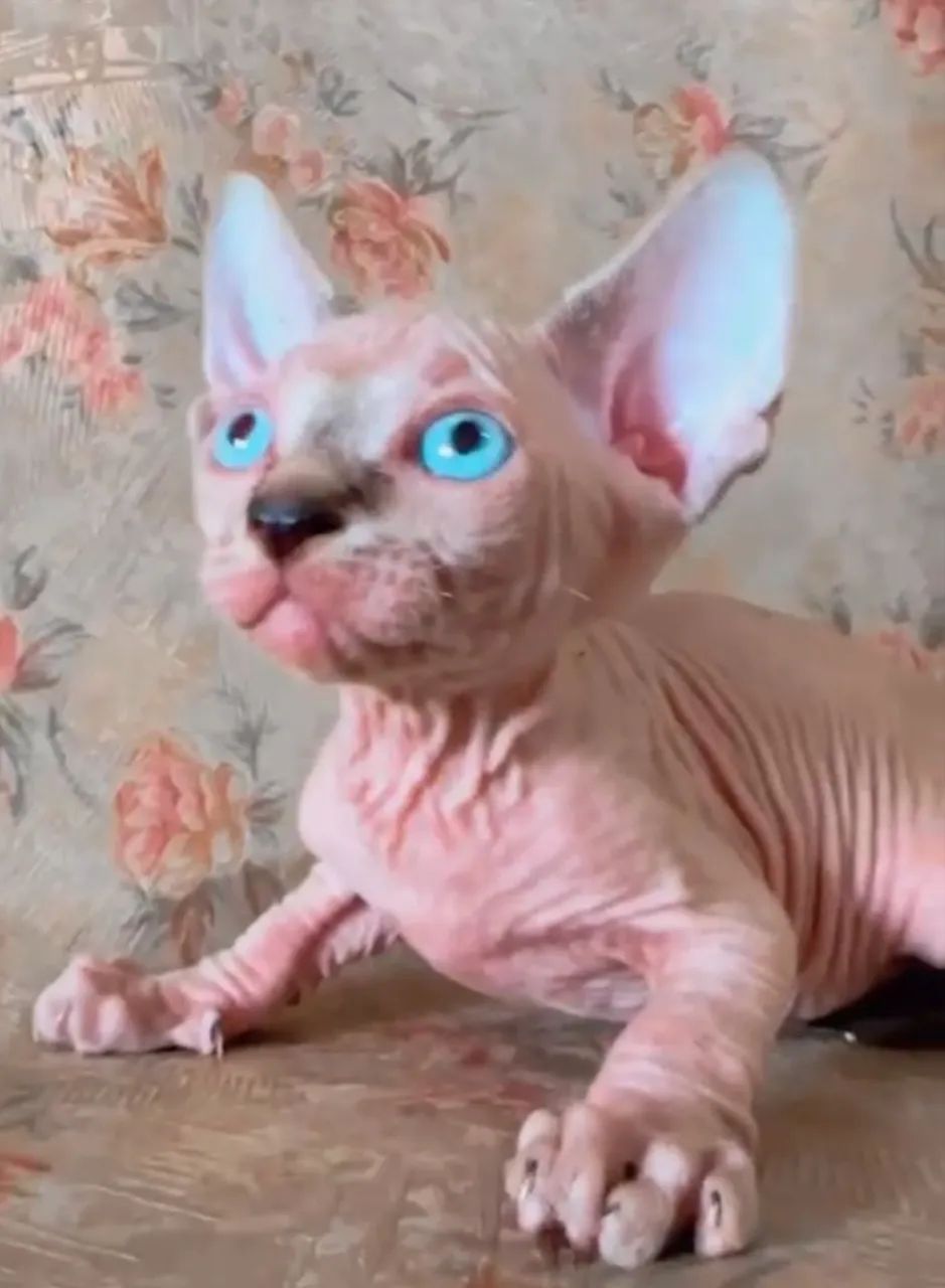 Filhote de gato Sphynx macho  - Foto 2