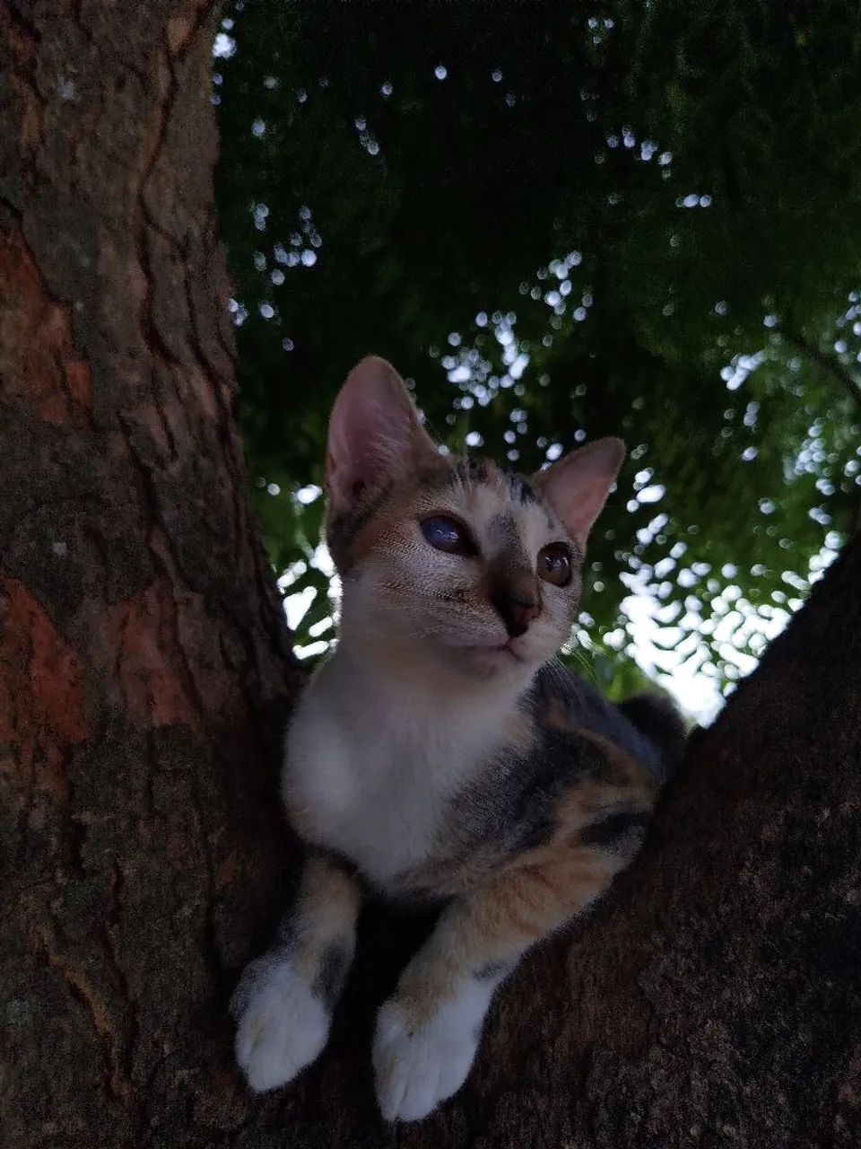 Gata fêmea tricolor para adoção responsável  - Foto 4