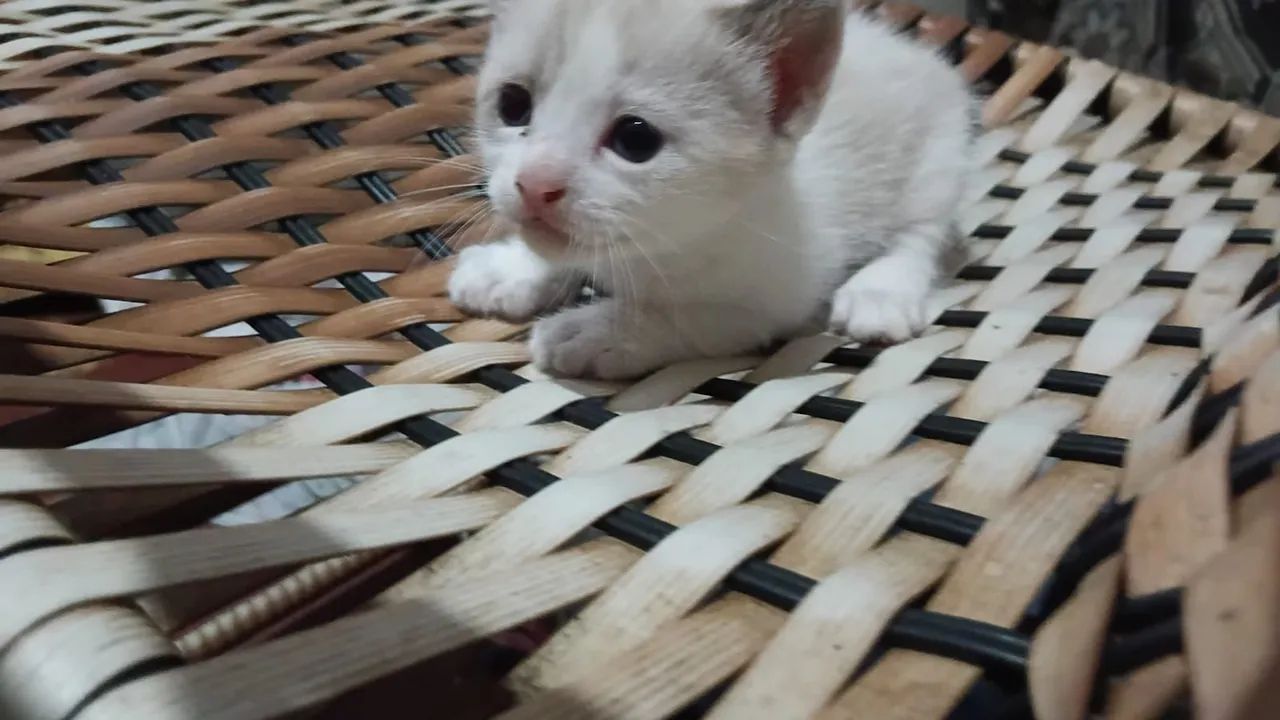 Gato filhote pra doação  - Foto 2