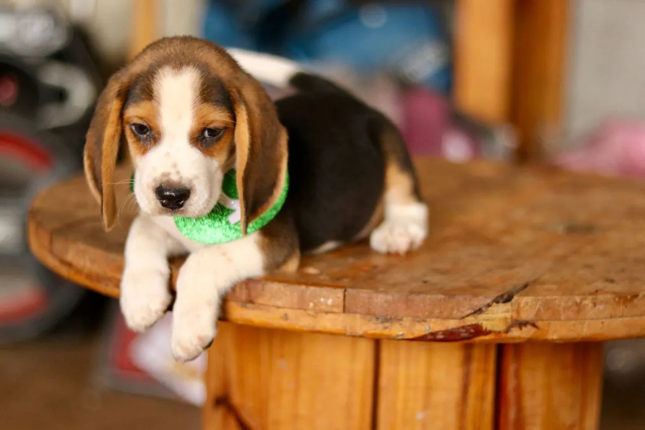 BEAGLES PARCELAMOS 