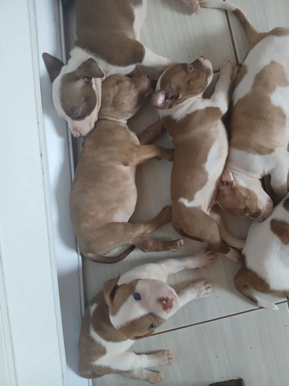 Vendo lindos filhotes de Pitbull com Pit Monster  - Foto 4