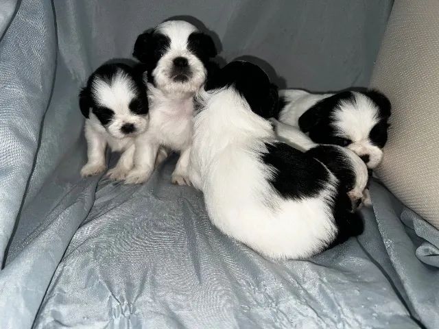 Filhote de shih tzu  - Foto 5