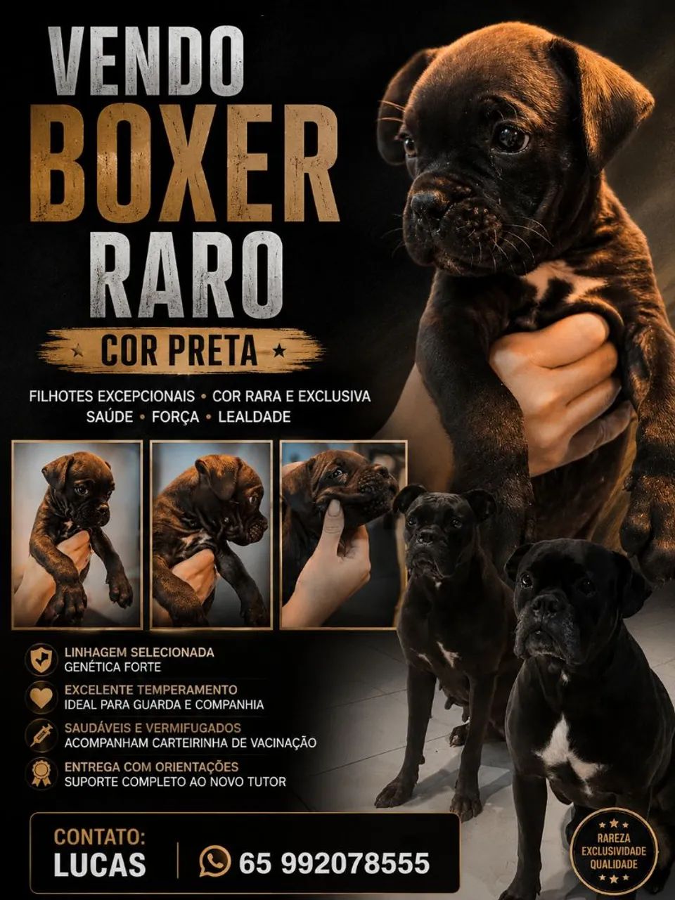 Filhote Boxer 