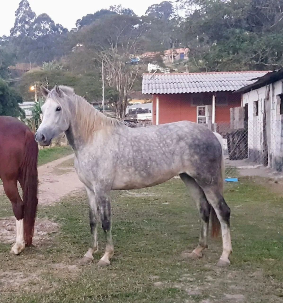 Excelente égua Mangalarga registrada - Foto 2