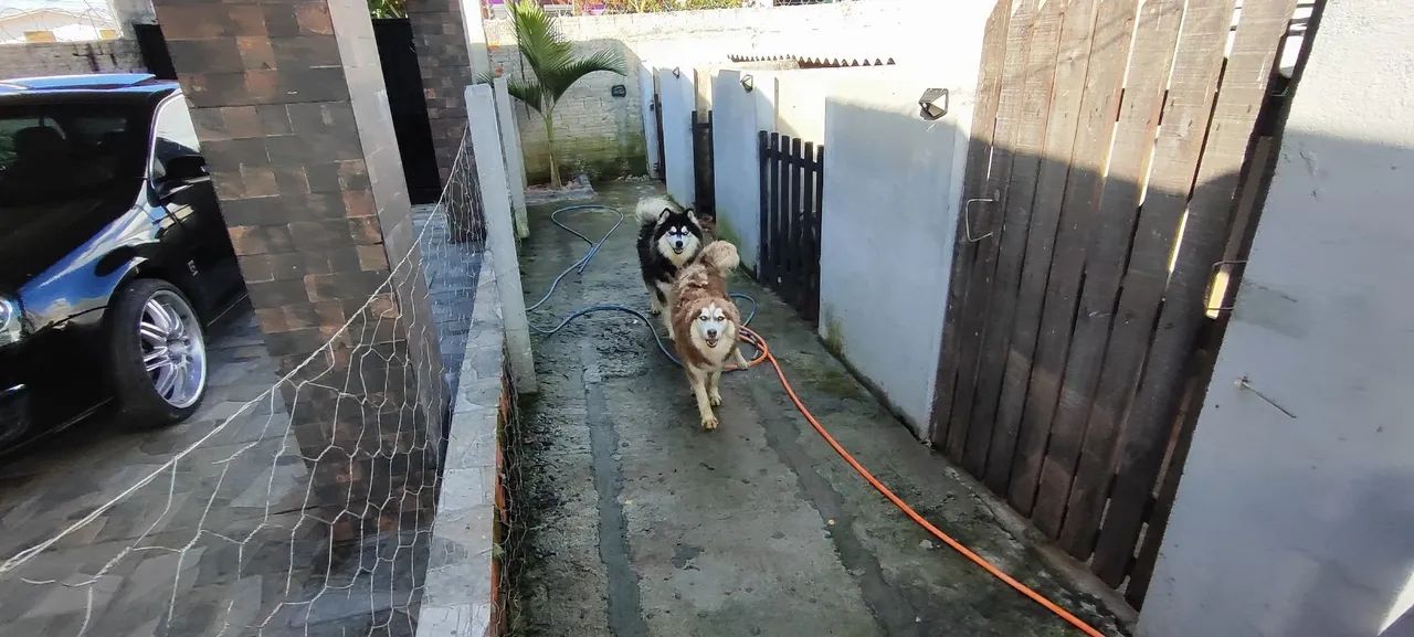 Husky siberiano  - Foto 4