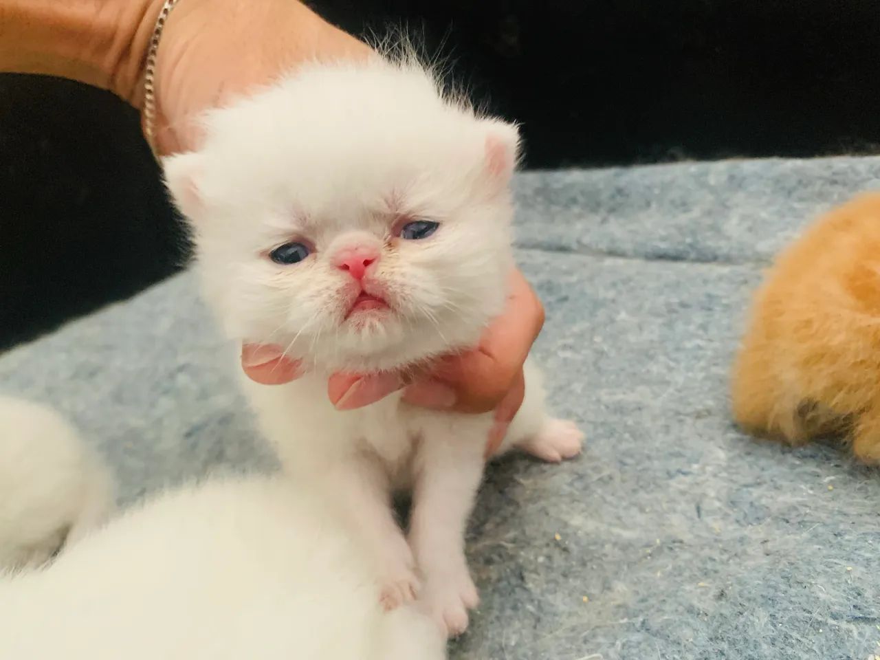 Filhotes de gato persa exótico show disponíveis para reserva - Foto 3