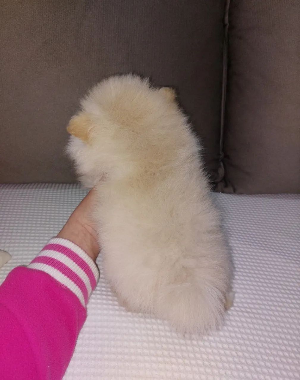 Filhotes de Spitz alemão  - Foto 4