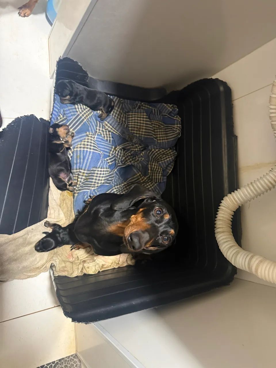 Cachorro dachshund
