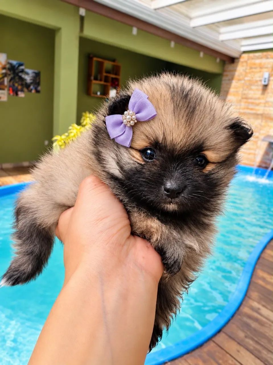 Mini Spitz Alemão  - Foto 3