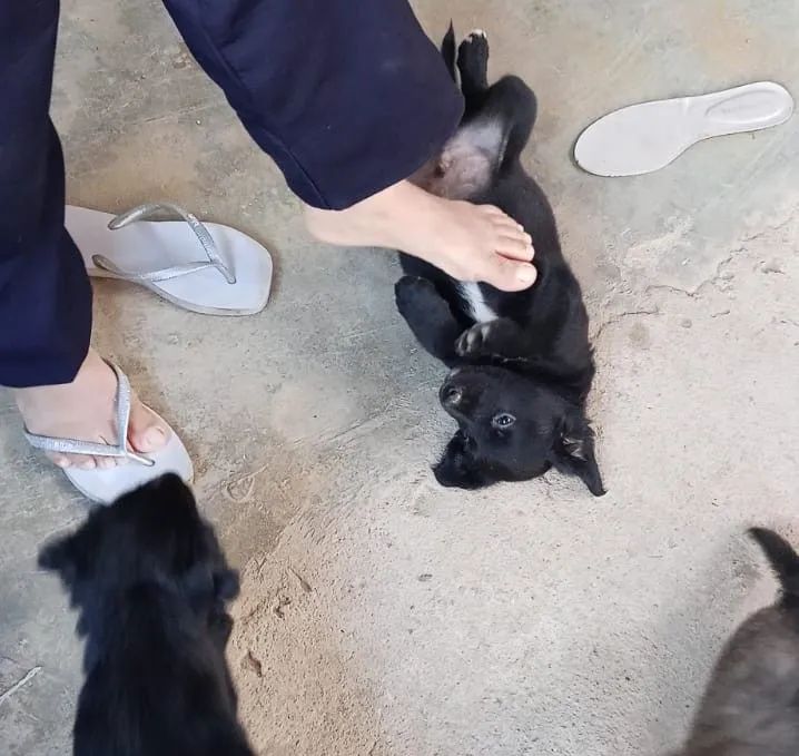 Cachorros filhotes Doar