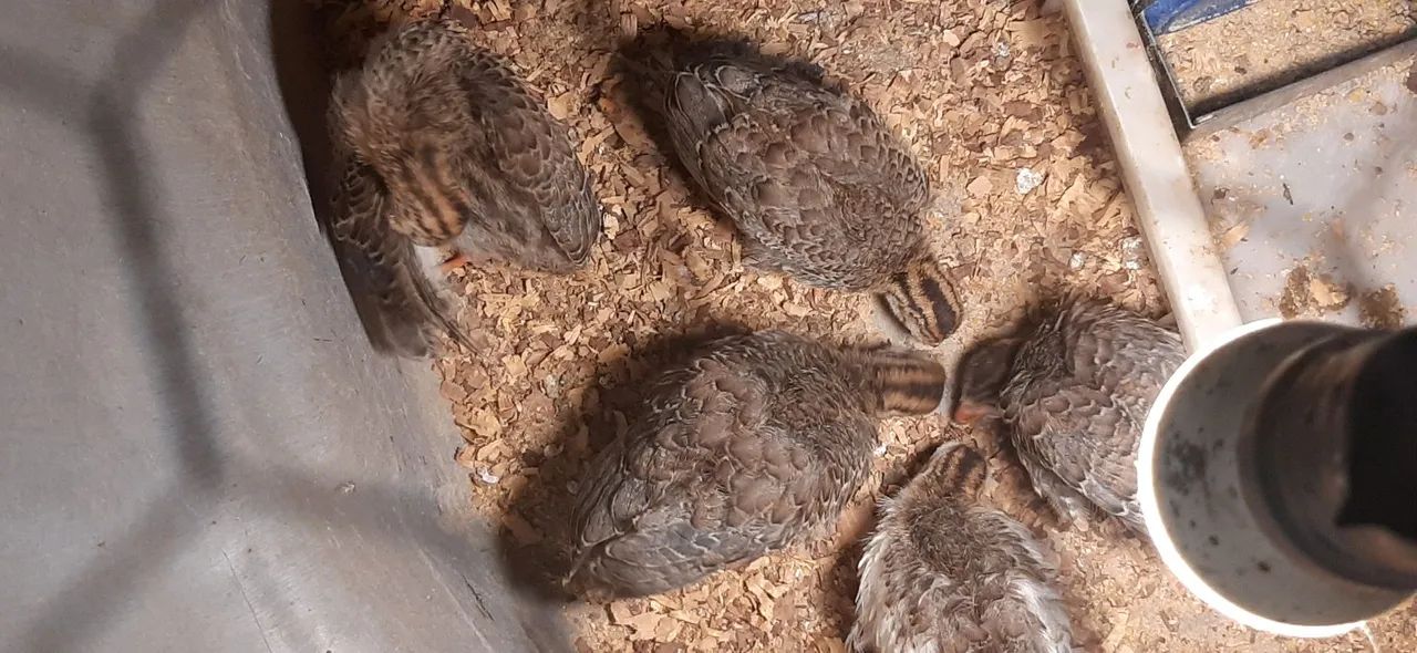 ANGOLINHAS NOVINHAS(LOTE COM 6)