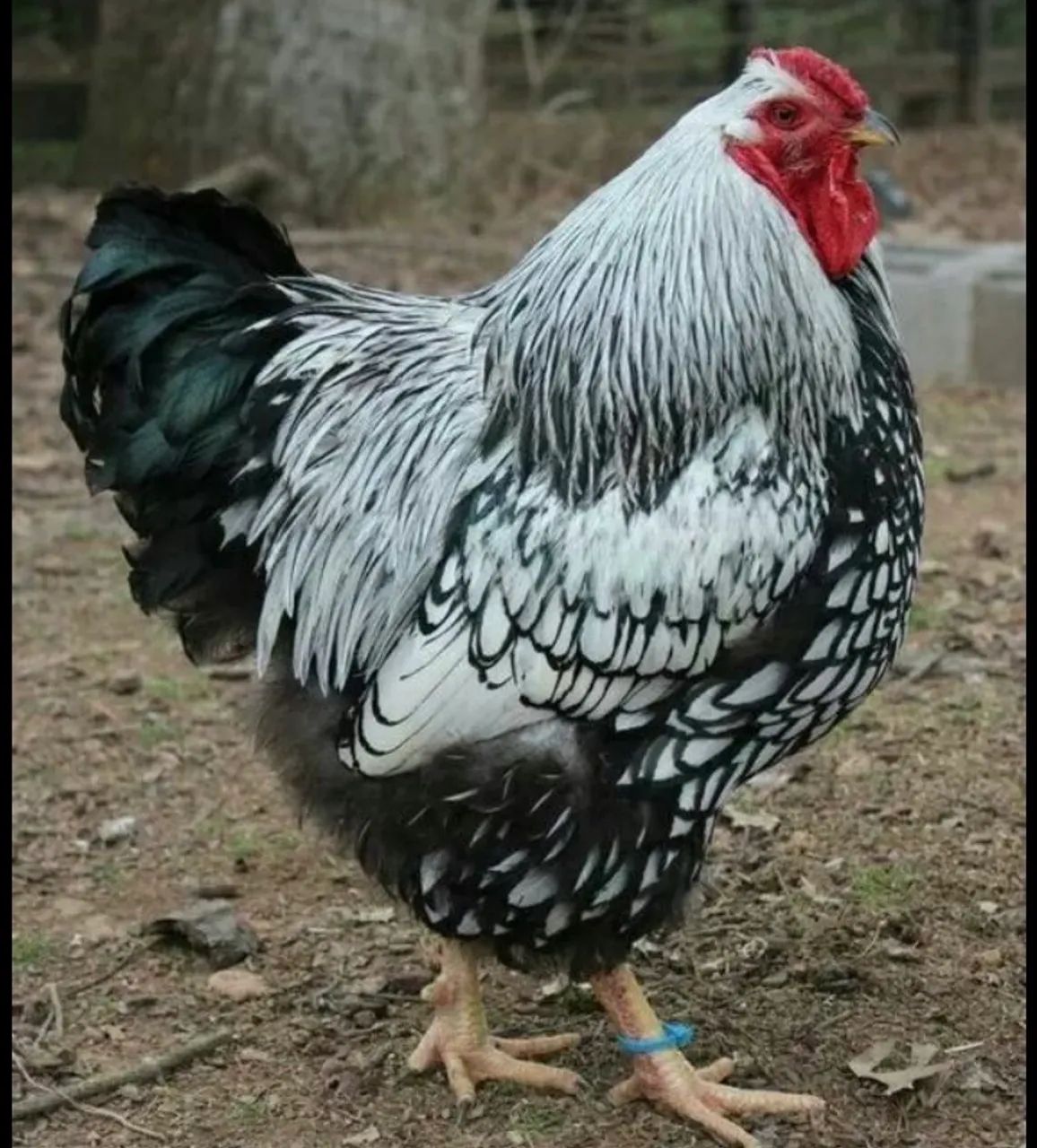 Ovos férteis GSB e Wyandotte - Foto 4
