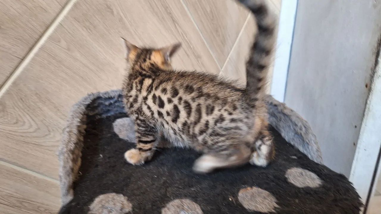 Bengal Cat   - Foto 2