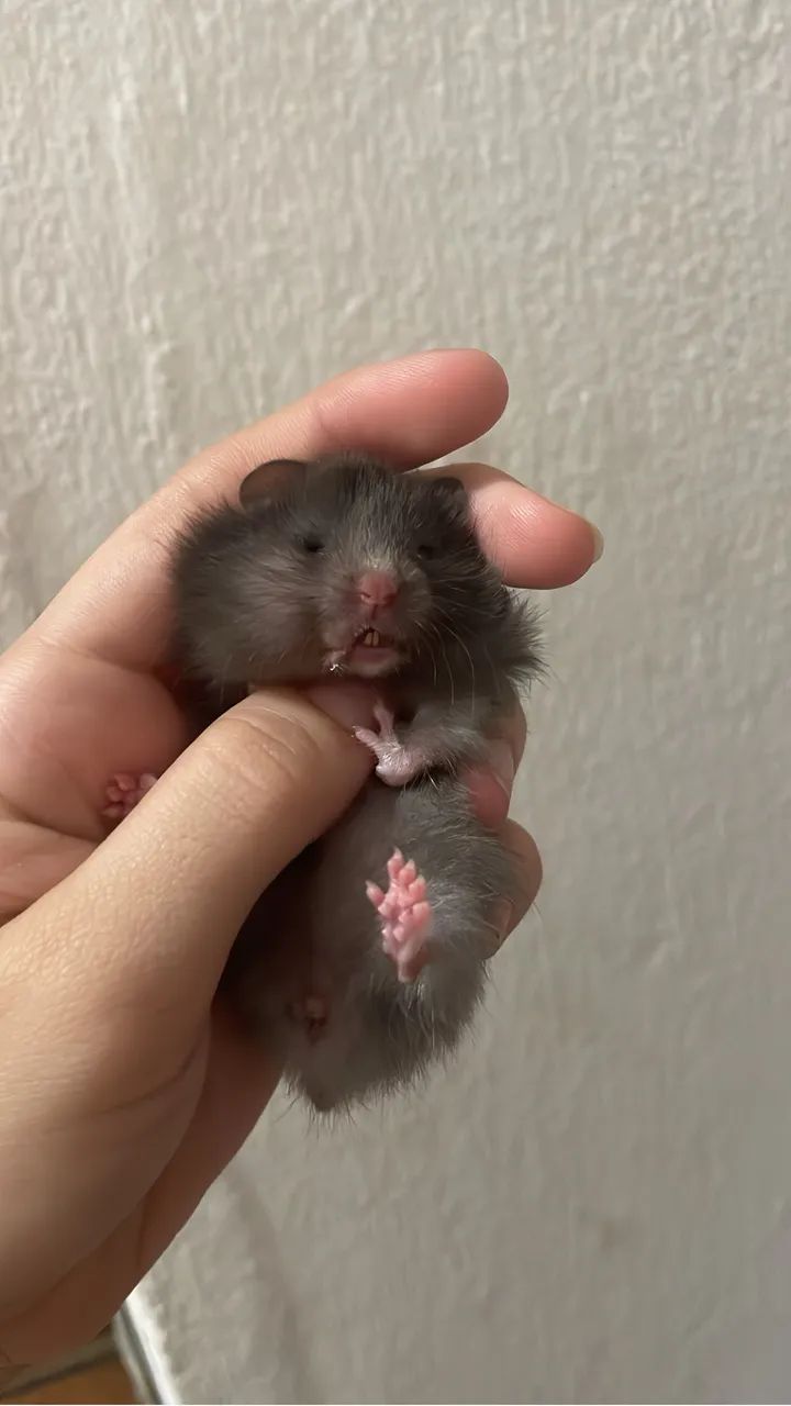 Hamster filhotes  - Foto 5
