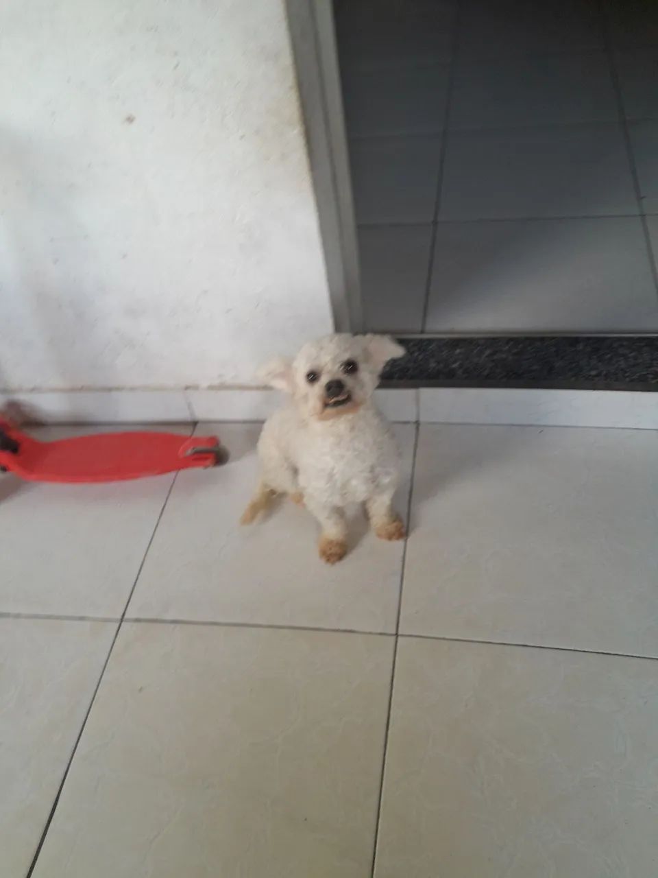 Cachorro maltês 
