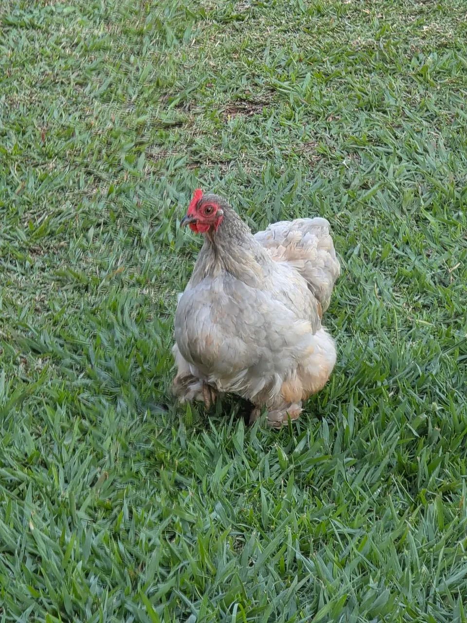 Mini Cochim - Foto 3