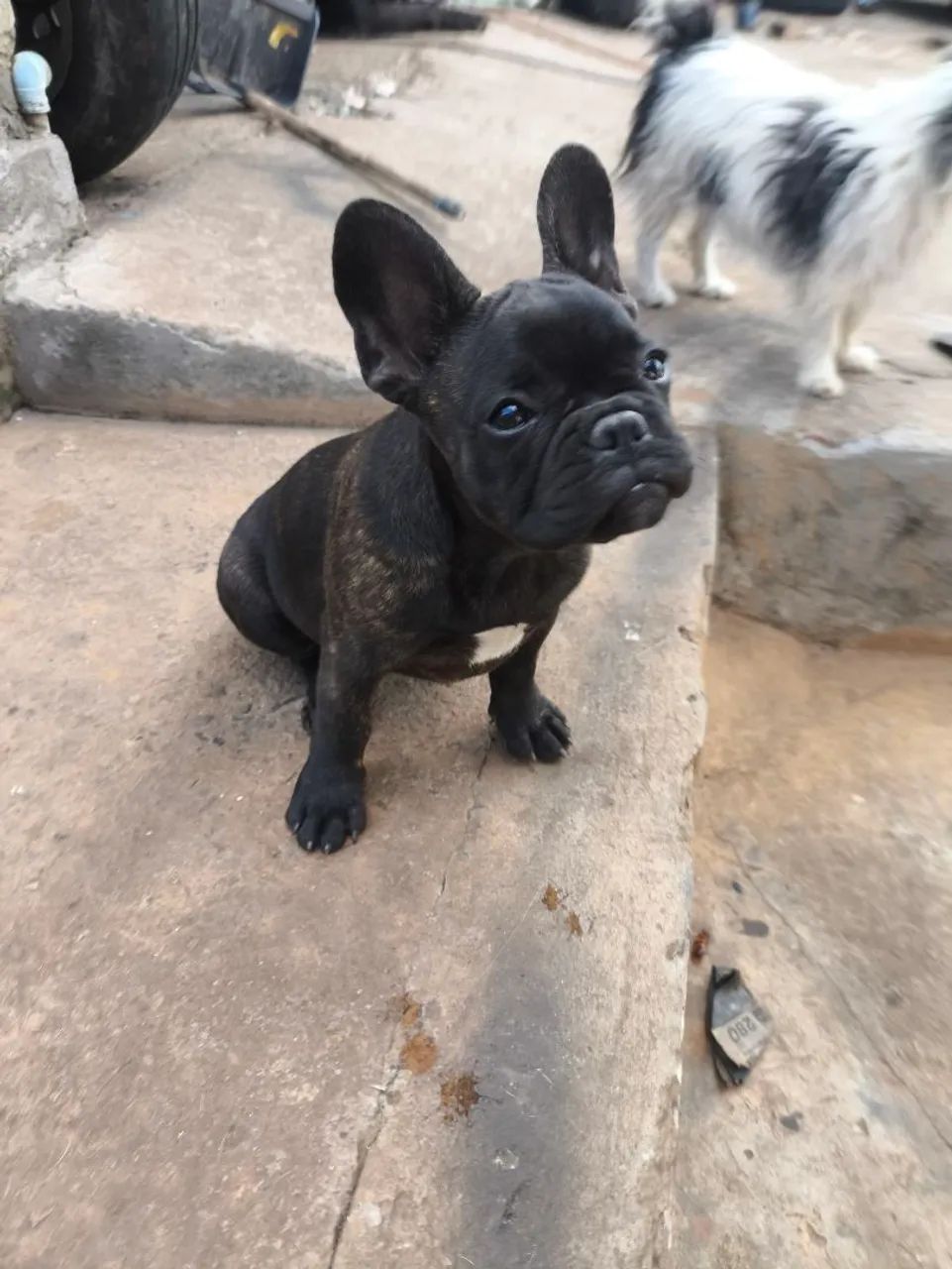 Fêmea linda 3 meses  - Foto 3