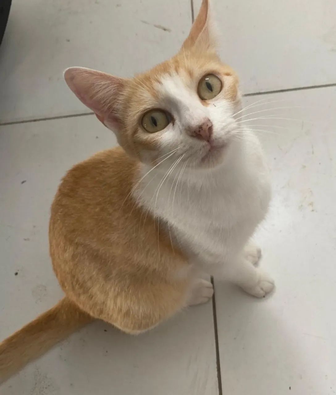 Gata para adoção responsável 