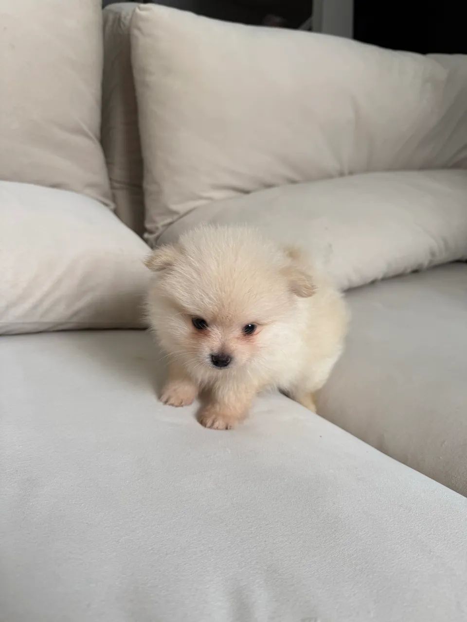 Filhotes de Spitz Alemão