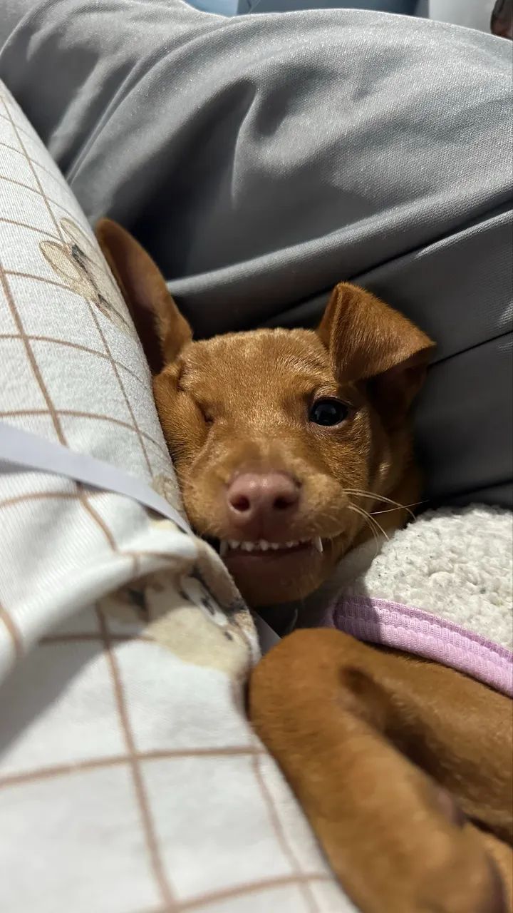 Pinscher 02 - Foto 2
