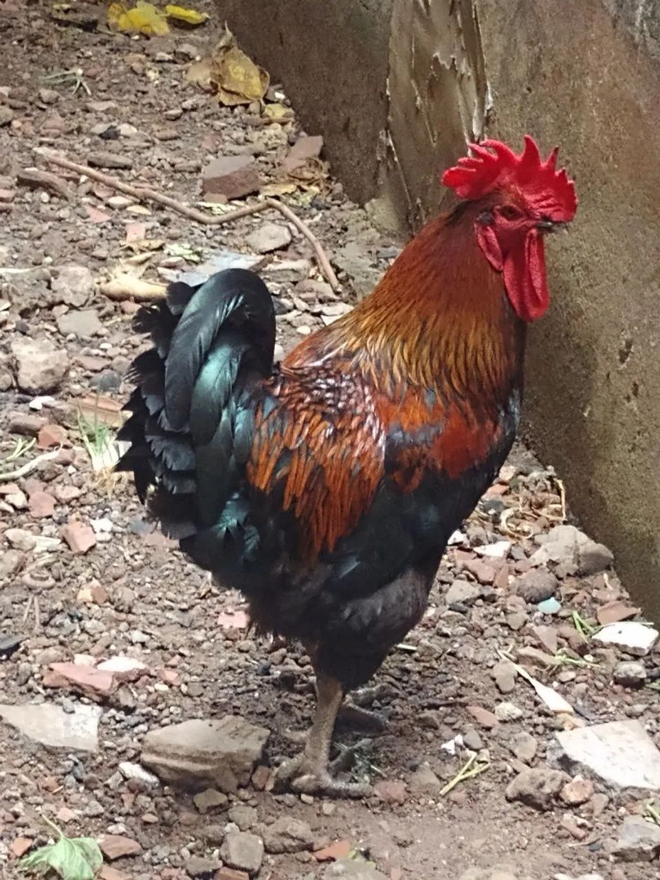 Galo - Foto 2