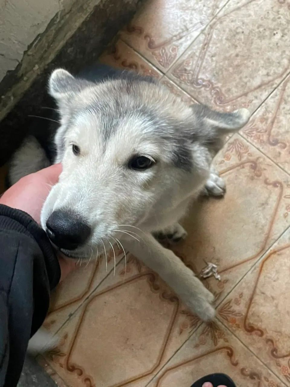 Husky - Foto 2