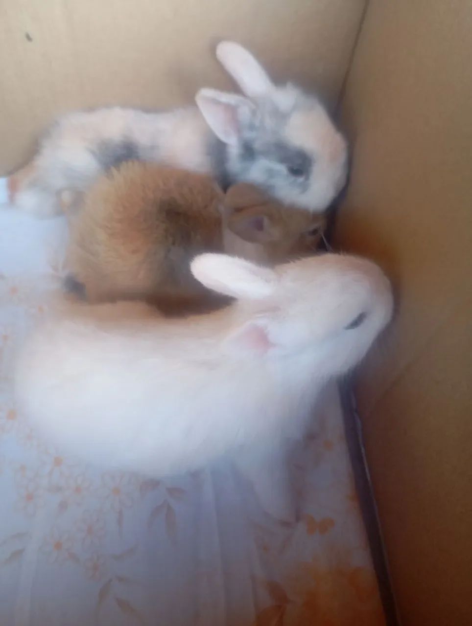 Coelhos filhotes  - Foto 5