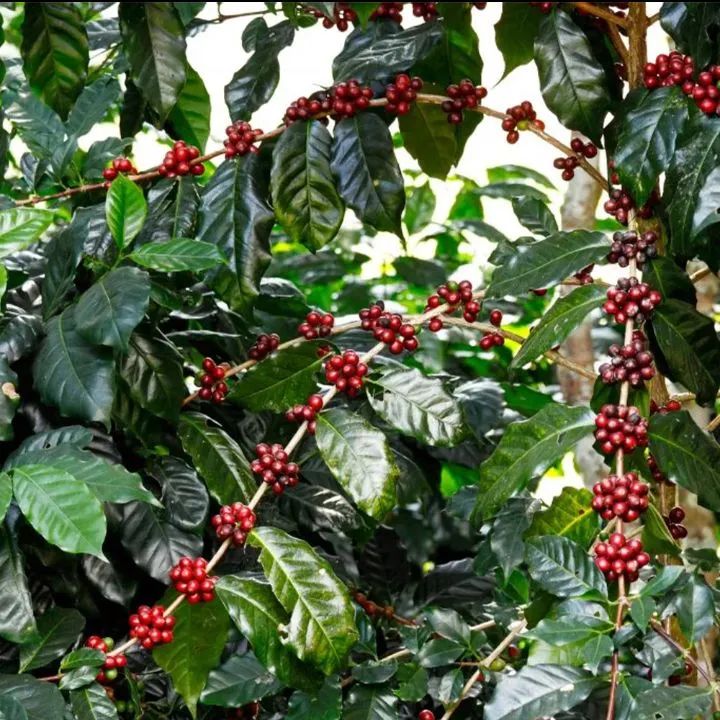 Mudas de café - Foto 4